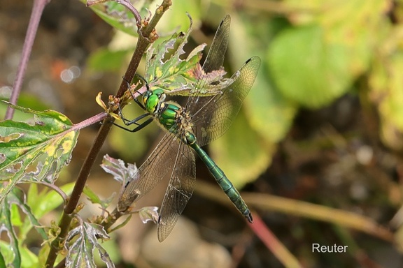 Balkan-Smaragdlibelle (Somatochlora meridionalis)