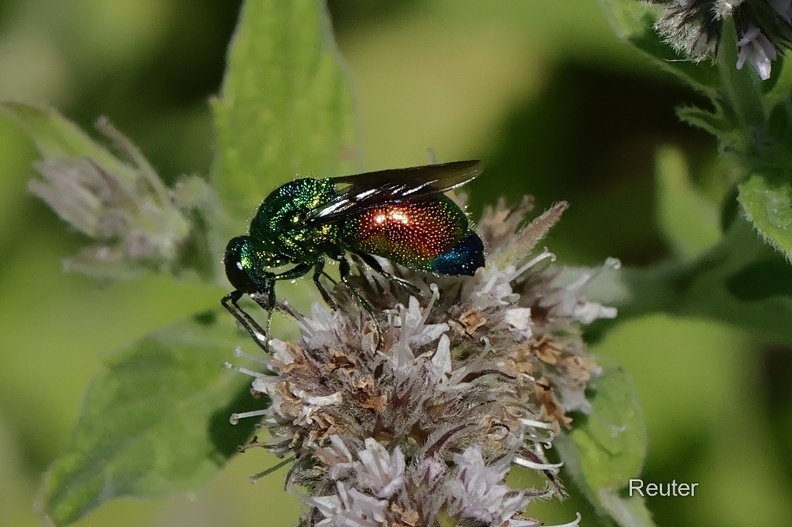 Goldwespe (Hedychrum rutilans)
Foto: Karl Reuter
Ort: Montenegro , Baošići
Kamera: Canon R7, EF 100mm 1:2,8 L IS USM
Goldwespe (Hedychrum rutilans).jpg