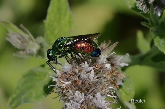 Goldwespe (Hedychrum rutilans)