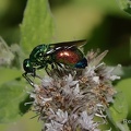 Goldwespe (Hedychrum rutilans)
