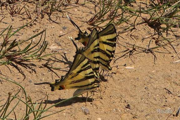 Segelfalter (Iphiclides podalirius)