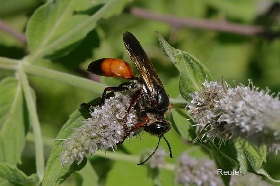Heuschreckensandwespe (Sphex funerarius)