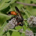 Heuschreckensandwespe (Sphex funerarius)