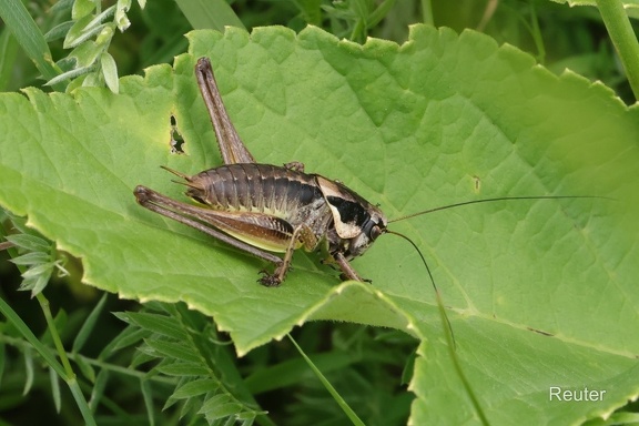 Südliche Strauchschrecke - Dark Bush-Cricket (Pholidoptera fallax)