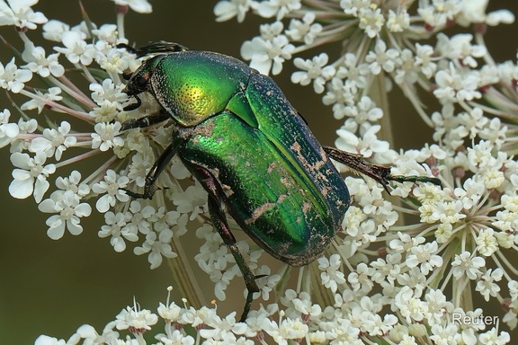Gemeiner Rosenkäfer (Cetonia aurata)