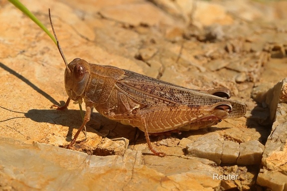Schönschrecke (Calliptamus italicus)