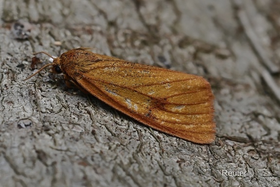 Rotrandbär (Diacrisia sannio)