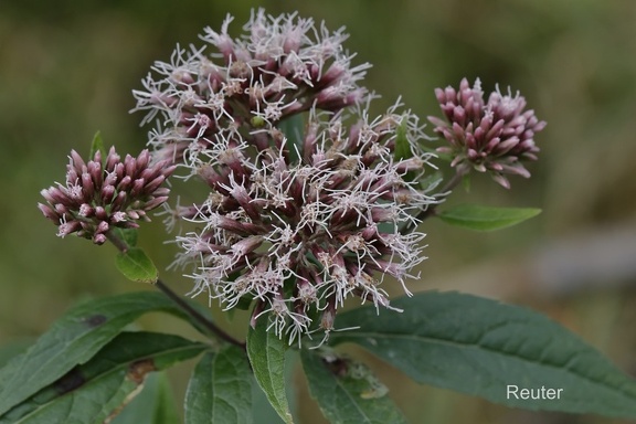 Gewöhnlicher Wasserdost - (Eupatorium Cannabinum)