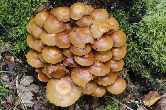 Stockschwämmchen (Kuehneromyces mutabilis)