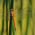 Sumpfheidelibelle (Sympetrum depressiusculum)