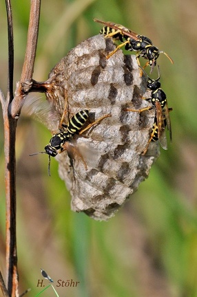 Berg-Feldwespe (Polistes biglumis)