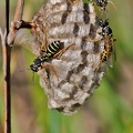 Berg-Feldwespe (Polistes biglumis)