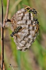 Berg-Feldwespe (Polistes biglumis)