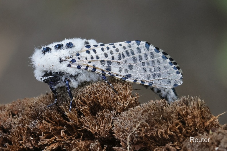 Das Blausieb oder auch Kastanienbohrer (Zeuzera pyrina)
Foto: Karl Reuter
Ort: Reutlingen-Betzingen
Kamera: Canon R7, EF 100mm 1:2,8 L IS USM Blausieb (Zeuzera pyrina).jpg