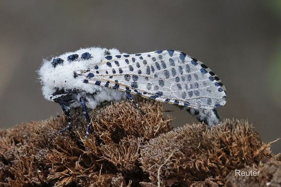 Das Blausieb oder auch Kastanienbohrer (Zeuzera pyrina)