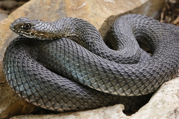 Östliche Eidechsennatter (Malpolon insignitus)