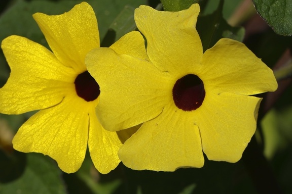 Schwarzäugige Susanne (Thunbergia alata)