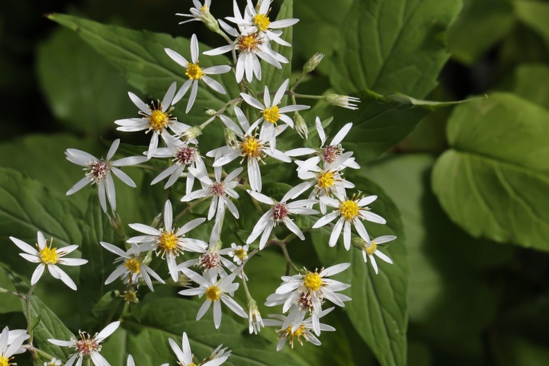 Weiße Waldaster (Eurybia divaricata;).jpg