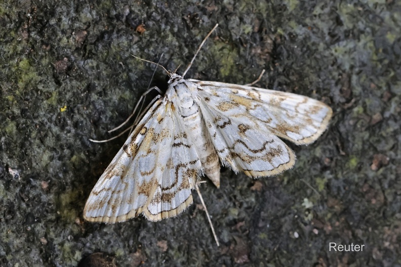 Seerosenzünsler (Elophila ymphaeata)Foto: Karl ReuterOrt: Reutlingen- Betzingen Kamera: Canon R7, EF 100mm 1:2,8 L IS USM Seerosenzünsler (Elophila ymphaeata).jpg
