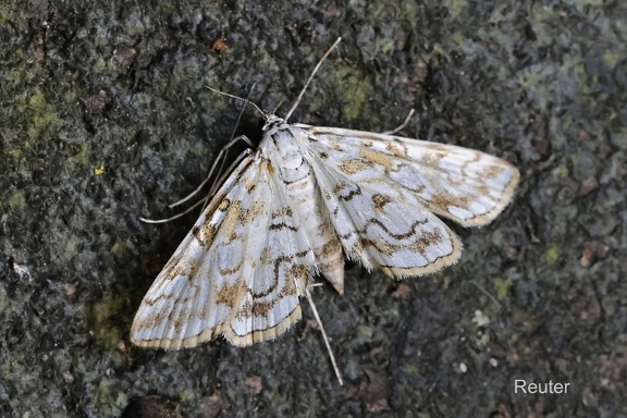 Seerosenzünsler (Elophila ymphaeata)