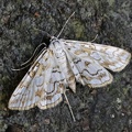 Seerosenzünsler (Elophila ymphaeata)
