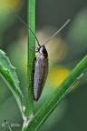 Gemeine Waldschabe (Ectobius lapponicus)