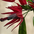 Brasilianische Malve (Pavonia multiflora)