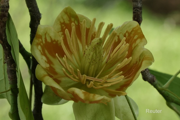 Tulpenbaum (Liriodendron tulipifera)