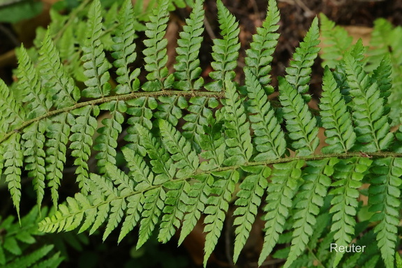 Zarter Schildfarn (Polystichum braunii)