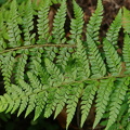 Zarter Schildfarn (Polystichum braunii)