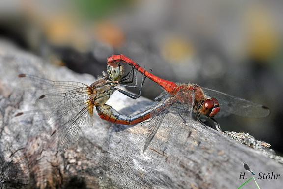 Blutrote Heidelibelle (Sympetrum sanguineum)
