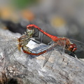 Blutrote Heidelibelle (Sympetrum sanguineum)