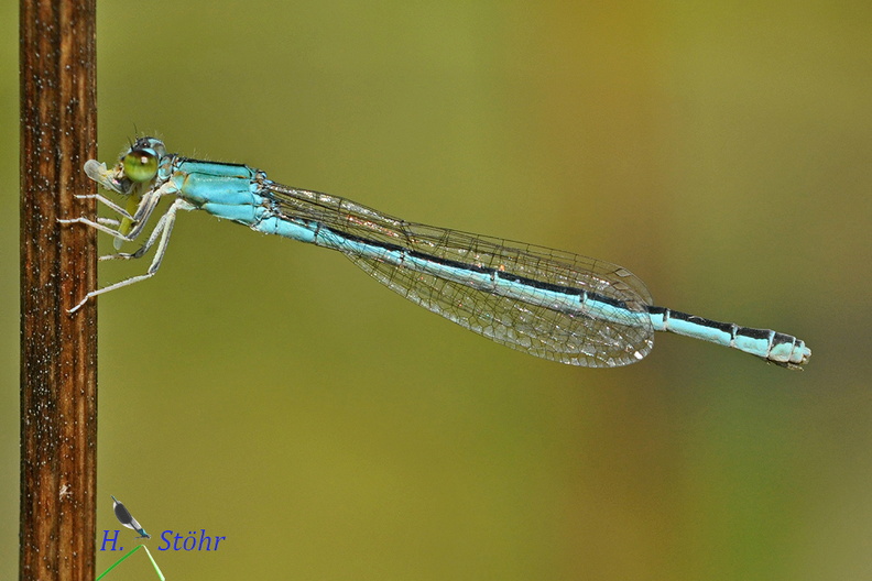 Kleine Pechlibelle - Small Bluetail (Ischnura pumilio)Weibchen - FemaleFoto: Henrik StöhrOrt: TübingenKamera: Nikon D90, 180mm 1:3,5 Macro (Tamron) Ischnura pumilio.JPG