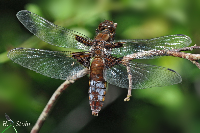Plattbauch - Broad-bodied Chaser (Libellula depressa)Weibchen - FemaleFoto: Henrik StöhrOrt: Naturpark SchönbuchKamera: Nikon D90, 180mm 1:3,5 Macro (Tamron) Libellula depressa.jpg