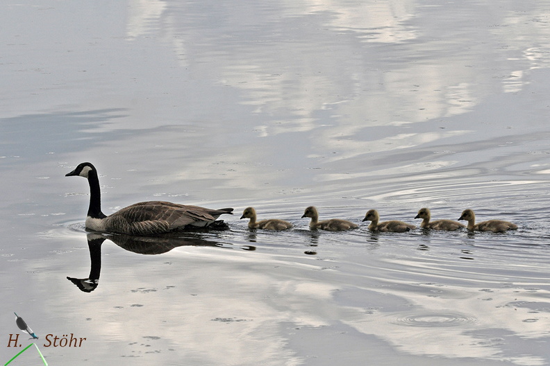 Kanadagans - Canada Goose (Branta canadensis)Weibchen mit Jungvögeln - Female with FledglingsFoto: Henrik StöhrOrt: WaghäuselKamera: Nikon D90, 180mm 1:3,5 Macro (Tamron) Branta canadensis.jpg