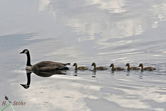 Kanadagans (Branta canadensis)