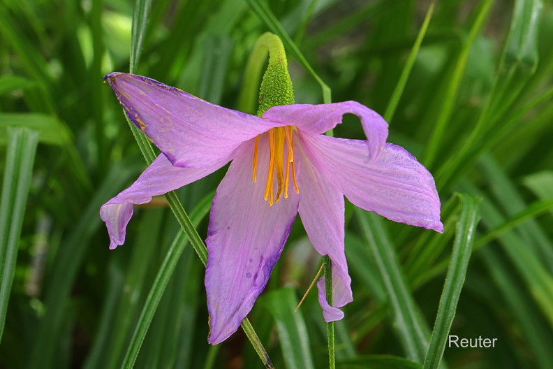 Vellozia viscosa BakerFoto: Karl ReuterOrt: Botanischer Garten TübingenKamera: Canon R7, EF 100mm 1:2,8 L IS USM Vellozia viscosa Baker.jpg