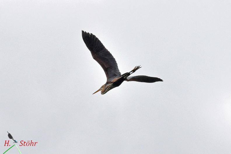 Purpurreiher - Purple Heron (Ardea purpurea)Foto: Henrik StöhrOrt: WaghäuselKamera: Nikon D90, 180mm 1:3,5 Macro (Tamron) Purpurreiher (Ardea purpurea).jpg