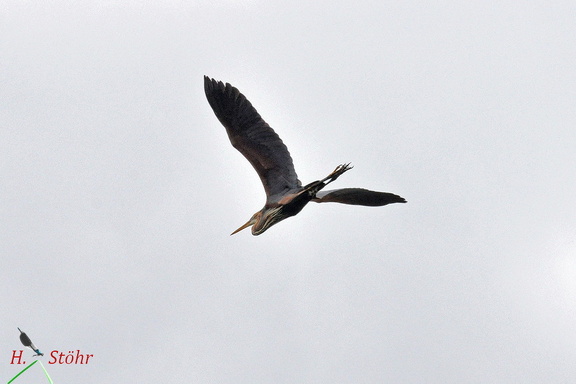 Purpurreiher (Ardea purpurea) (Purple Heron)