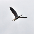 Purpurreiher (Ardea purpurea) (Purple Heron)