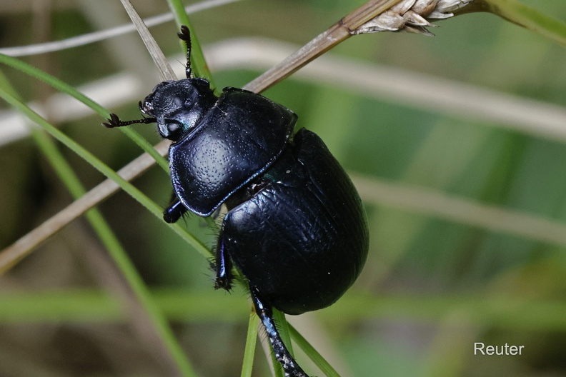 Frühlingsmistkäfer (Trypocopris vernalis)Foto: Karl ReuterOrt: Tübingen SpitzbergKamera: Canon R7, EF 100mm 1:2,8 L IS USM Frühlingsmistkäfer (Trypocopris vernalis).jpg