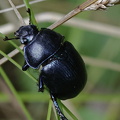 Frühlingsmistkäfer (Trypocopris vernalis)