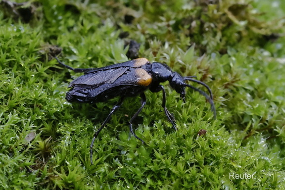 Schmalflügliger Pelzbienenölkäfer (Sitaris muralis)