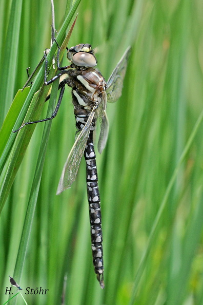 Torf-Mosaikjungfer - Moorland Hawker (Aeshna juncea)Männchen - MaleFoto: Henrik StöhrOrt: Oberstdorf, WannenkopfKamera: Nikon D90, 180mm 1:3,5 Macro (Tamron) A_juncea m.jpg