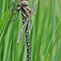 Torf-Mosaikjungfer (Aeshna juncea)