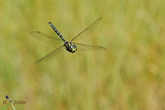 Hochmoor-Mosaikjungfer (Aeshna subarctica)
