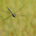 Hochmoor-Mosaikjungfer (Aeshna subarctica)