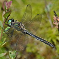 Alpen-Smaragdlibelle (Somatochlora alpestris)
