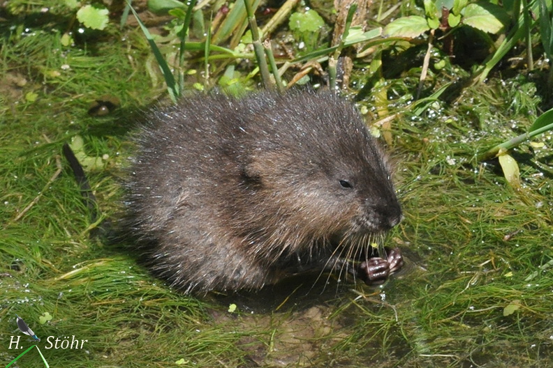 Bisam (Ondatra zibethicus).jpg