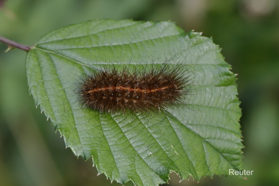 Breitflügeliger Fleckleibbär ( Raupe)(Spilosoma lubricipeda)